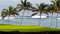 Waikoloa Beach and beautiful palms at the ocean