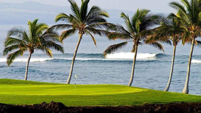 Waikoloa Beach and beautiful palms at the ocean